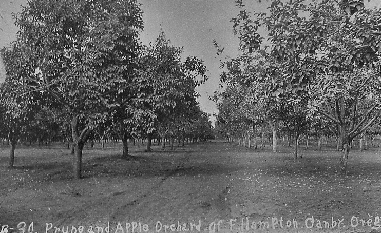 Prune and Apple Orchard